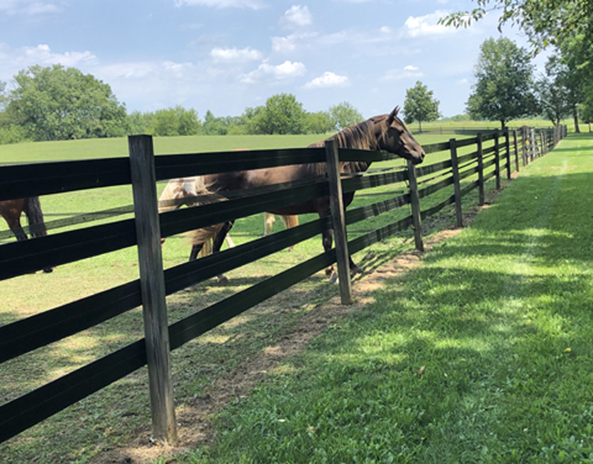 vinyl fence and horse