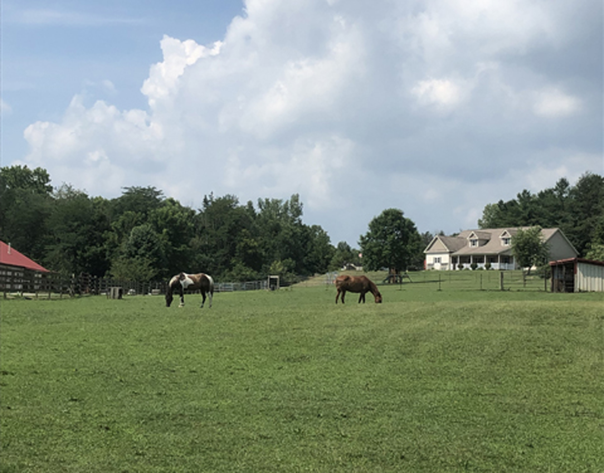 ohio horses in pasture